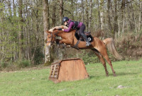 Vente de poney